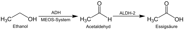 Schematische Darstellung des Alkoholabbaus im menschlichen Körper