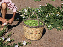 raccolta di capperi a Pantelleria(Sicilia-Italia)