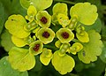 Mokrýš střídavolistý (Chrysosplenium alternifolium)