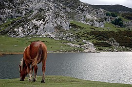 Ercina Gölü kıyısında otlayan at