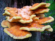 Valgomoji geltonpintė (Laetiporus sulphureus)