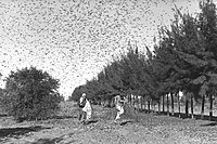 Zaměstnanci farmy prchají před hejnem kobylek, 1955, součást izraelské Národní sbírky fotografií