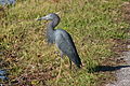 Sinihaikara (Egretta caerulea)