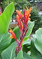 Canna indica