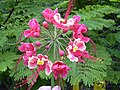 Caesalpinia pulcherrima à fleurs roses