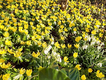 winter aconite and snow drops