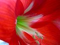 Amaryllis in Blüte