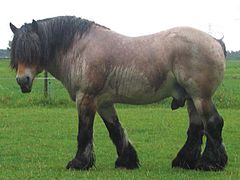 Meat horse (Belgian)