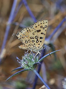 Cigaritis cilissa (nominated)