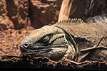 Cyclura collei.