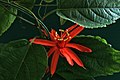 Passiflora kultivaro