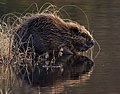 1. Een bever aan de waterkant.