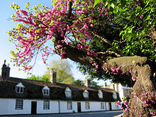 Cercis Siliquastrum Trunk and Blossom.jpg