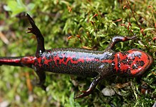 Une salamandre de couleur noir sur le dos, son ventre de couleur rouge vif est bien visible.