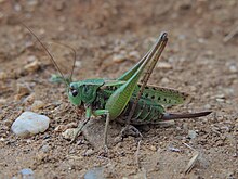 Decticus verrucivorus lempes1.jpg