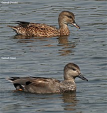 Wigeon