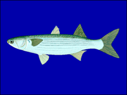 Flathead Mullet (Striped Mullet), Mugil cephalus