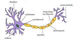 Neuron Hand-tuned2 nltxt.png