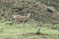 Mule deer