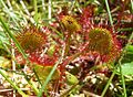 Rundblättriger Sonnentau (Drosera rotundifolia)