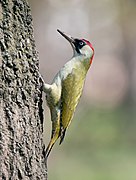 Picus viridis (Piciformes).