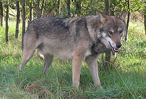 Canis lupus lupus