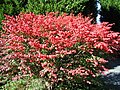 Euonymus alatus compactus (Dwarf Burning Bush). Photo taken 10-30-2008, North Carolina.