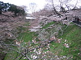 千鳥ヶ淵付近の桜