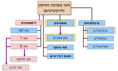 תאי מערכת החיסון. התאים הכחולים מהווים את מערכת החיסון המולדת, והאדומים - את מערכת החיסון הלומדת. התאים המוקפים במסגרת צהובה הם פגוציטים. חץ סגול מציין שתא המוצא הופך, או מתמיין, לתא היעד