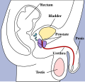 2007年3月27日 (二) 02:41版本的缩略图