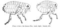 Блыха чалавечая (Pulex irritans), пераносчык узбуджальніка чумы