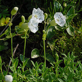 Silene uniflora