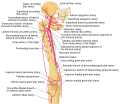 Schema of the arteries of the thigh. Anterior tibial artery is labeled at the bottom.