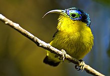 Yellow bellied Asity12.jpg