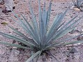 Agave tequilana (Tequila agave)