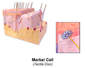 Illustration of skin Merkel cell