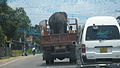 Elephant in a truck, Sri Lanka.