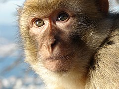 Un macaque berbère de Gibraltar.