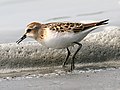 Miniatura para Calidris minuta