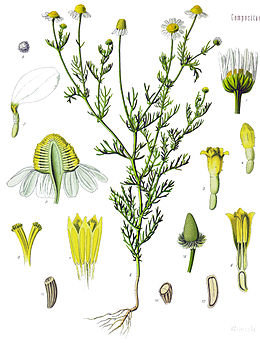 Kamilla (Matricaria chamomilla)