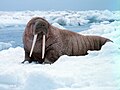 Odobenidae (Odobenus rosmarus ang nasa larawan)