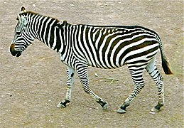 Zebra