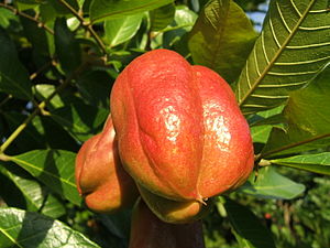 Ackee am Baum