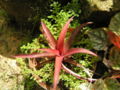 Bromeliad13