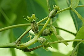 Female flowers