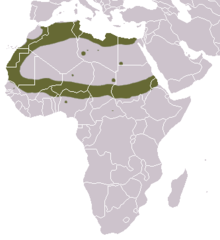 Carte d'Afrique avec anneau coloré autour du Sahara, plus quelques taches éparses