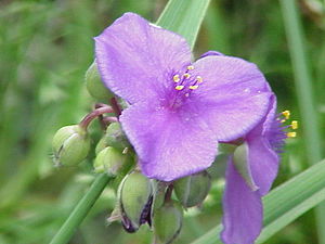 Tradescantia virginiana