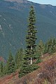 Image 35The narrow conical shape of northern conifers, and their downward-drooping limbs, help them shed snow. (from Conifer)