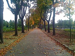 Allée O du Cimetière Parisien.