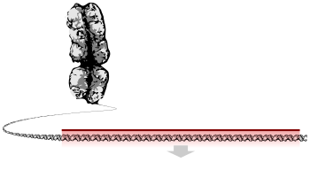 کروموزوم در حال باز شدن که یک نوار طولانی از DNA بوده و بخشی از آن به عنوان ژن برجسته شده‌است.